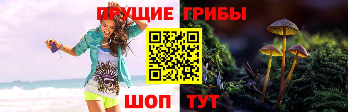 Санкт-Петербург  Галлюциногенные грибы Psilocybine cubensis  Вход с VPN 